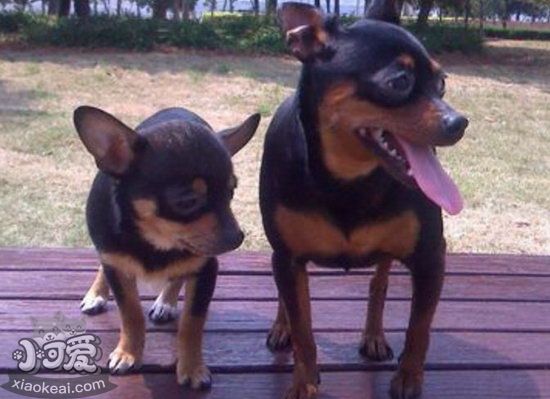 小鹿犬怎么美容 迷你杜賓犬美容流程