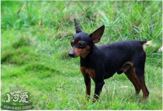 小鹿犬夏天不吃東西怎么辦 迷你杜賓犬夏天不吃解決方法1