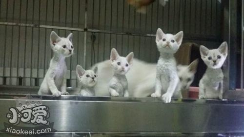 怎么去除德文卷毛貓牙結石 德文卷毛貓牙結石去除方法