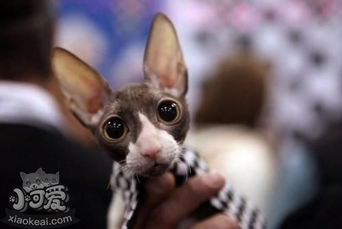 柯尼斯卷毛貓幼貓骨折怎么辦 骨折應急處理方法