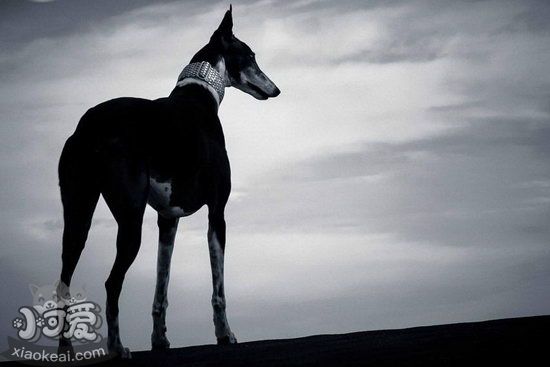 格力犬幼犬怎么養 靈緹犬幼犬喂養護理方法1