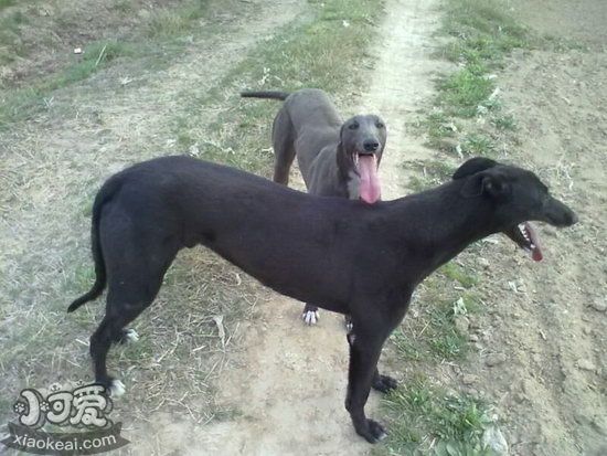 格力犬幼犬斷奶后怎么養 靈緹犬幼犬斷奶后喂養方法1