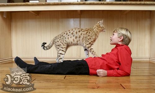 熱帶草原貓尿道炎如何治療 尿道炎治療方法