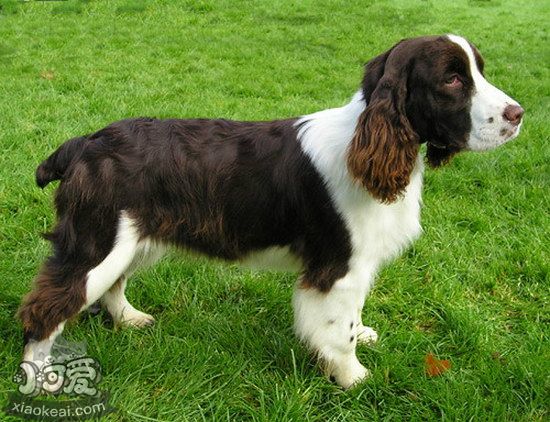 史賓格犬一天喂幾次 史賓格犬每天喂養注意事項1