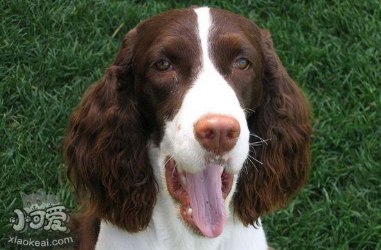 史賓格犬吃什么有營養 英國史賓格犬營養食物推薦1