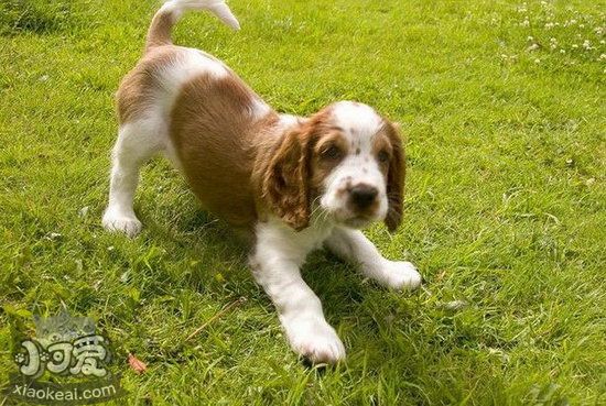 史賓格犬吃什么狗糧好 史賓格犬狗糧品牌選擇推薦1