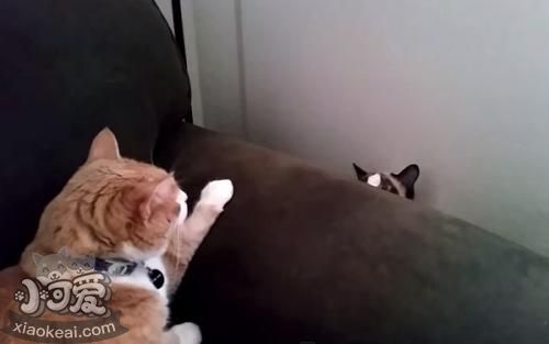 雪鞋貓抽搐怎么回事 抽搐原因介紹