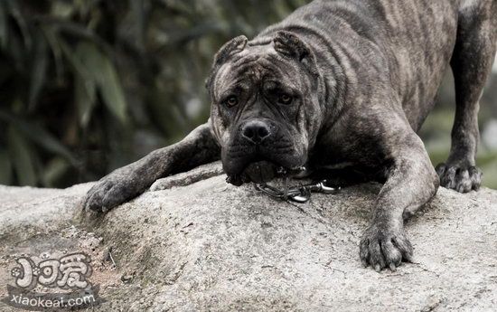 卡斯羅犬夏天怎么防暑 卡斯羅犬夏天消暑方法1