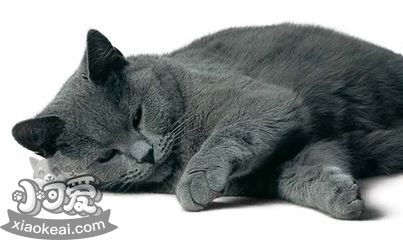 沙特爾貓尿結石怎么治療 尿結石治療方法