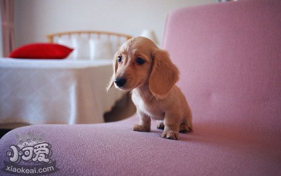 臘腸犬不能吃什么東西 臘腸犬不能吃的食物介紹1