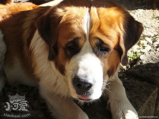 圣伯納犬牙齒怎么清潔 圣伯納犬牙齒護理方法1