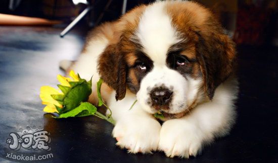 圣伯納犬不能吃什么東西 圣伯納犬不能吃的食物介紹1