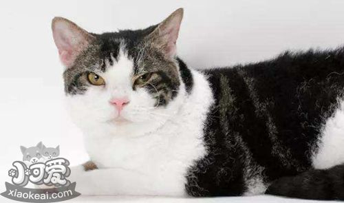 美國(guó)剛毛貓傳染性腹膜炎如何治療