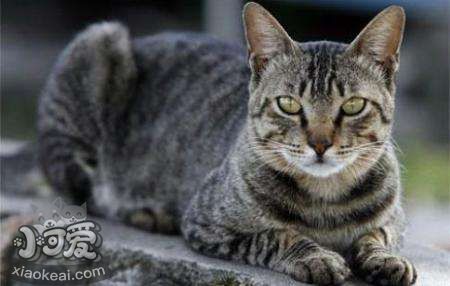 美國剛毛貓皮膚病怎么辦 美國剛毛貓皮膚病治療方法