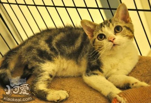 美國(guó)剛毛貓得了白血病怎么辦 白血病注意事項(xiàng)