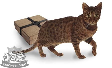 奧西貓得了弓形蟲有什么癥狀 弓形蟲癥狀介紹