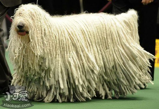 可蒙犬怎么洗澡 可蒙犬洗澡流程注意事項(xiàng)2