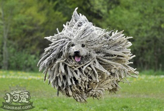 可蒙犬怎么養(yǎng) 可蒙犬飼養(yǎng)注意事項(xiàng)1