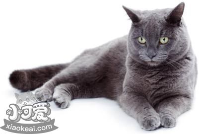 卡爾特貓疥癬病有什么癥狀 疥癬病癥狀介紹