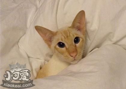 重點色短毛貓怎么消除淚痕 淚痕消除方法