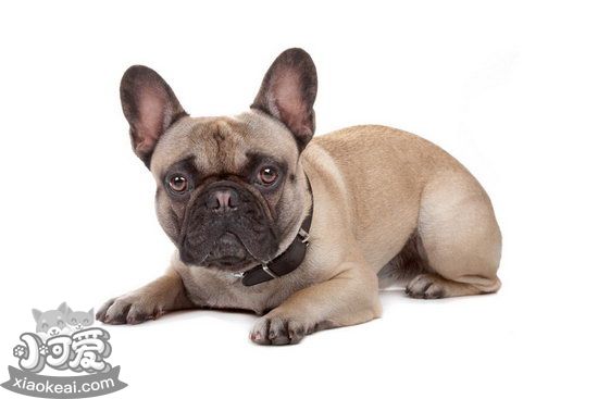 法國斗牛犬怎么養 法斗飼養方法1