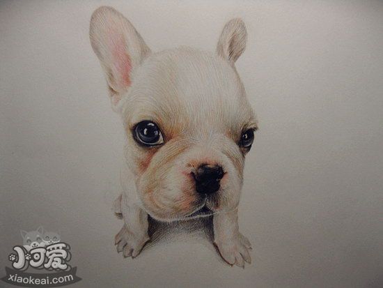 老年法斗怎么照顧 老年法國斗牛犬養(yǎng)護(hù)注意事項3