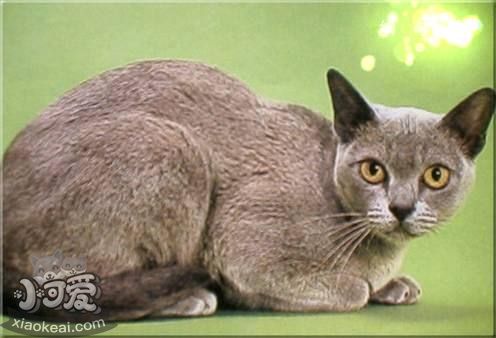 歐洲緬甸貓厭食怎么辦 歐洲緬甸貓厭食解決辦法