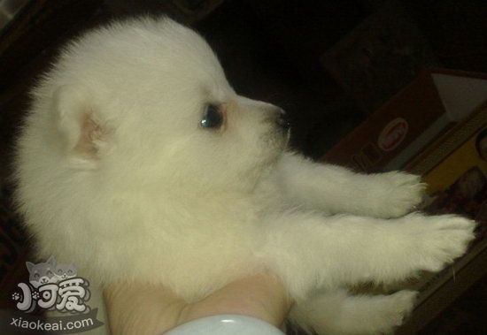 銀狐犬腳怎么護理 銀狐犬趾部護理方法1