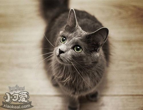 內華達貓睡覺打呼嚕怎么辦 睡覺打呼嚕正常嗎