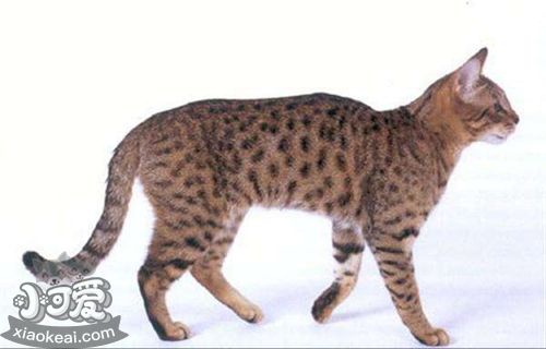 加州閃亮貓脫肛怎么治療 脫肛治療方法