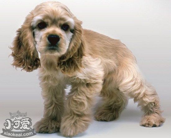 美國可卡幼犬怎么養 剛出生的美國可卡犬喂養方法2