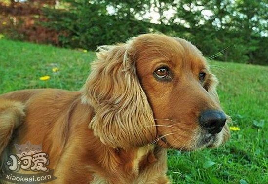 美國可卡犬怎么洗澡 美國可卡犬洗澡流程 1