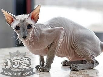 彼得禿貓營(yíng)養(yǎng)性腹水怎么治療 營(yíng)養(yǎng)性腹水治療方法