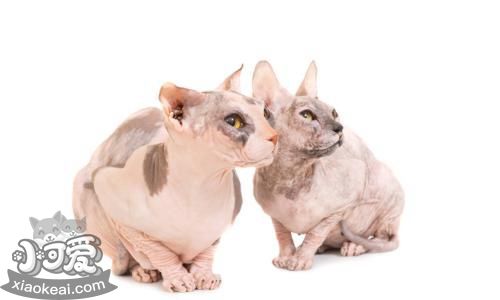 彼得禿貓耳朵發臭怎么回事 彼得禿貓耳朵發臭原因介紹