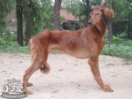 細犬怎么洗澡 中國細犬洗澡方法及注意事項1