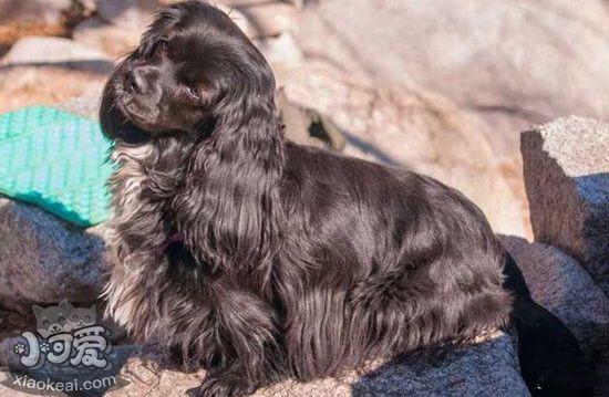 英國可卡犬怎么養 英國可卡犬飼養方法1