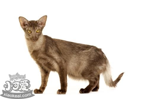 爪哇貓牙齦出血怎么辦 爪哇貓牙齦出血解決辦法