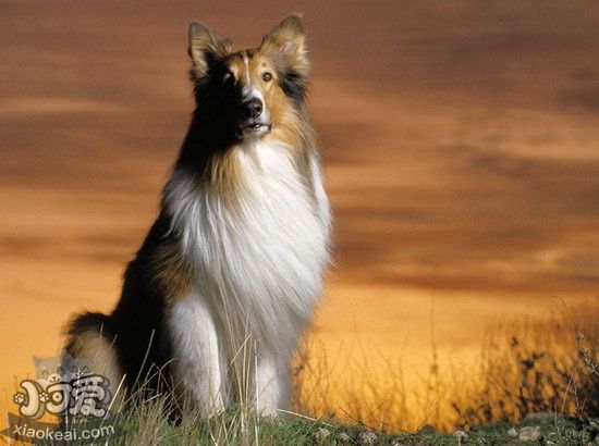 蘇格蘭牧羊犬怎么美容 蘇格蘭牧羊犬美容方法1