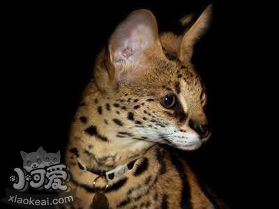 阿舍拉貓眼睛變紅怎么回事 阿舍拉貓眼睛變紅原因介紹