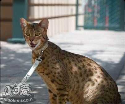 阿舍拉貓為什么會痙攣 阿舍拉貓痙攣原因