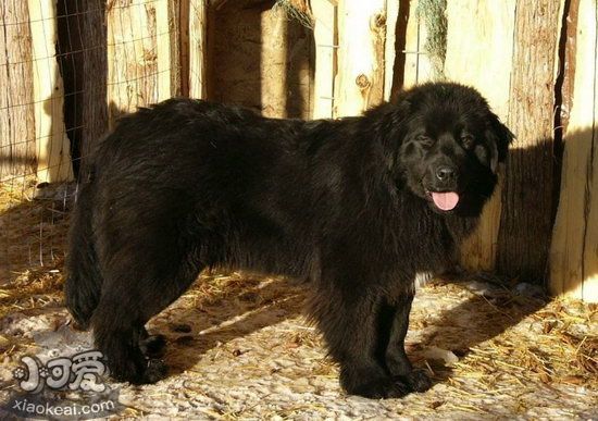紐芬蘭犬毛發(fā)打結怎么辦 紐芬蘭犬毛發(fā)打結解決方法1