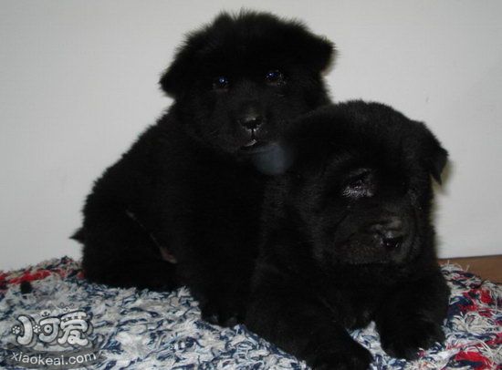 紐芬蘭犬毛發怎么護理 紐芬蘭犬毛發護理方法1