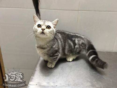 曼基康貓嘔吐怎么回事 曼基康貓嘔吐原因介紹