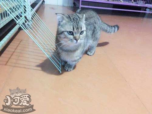 怎么預防曼基康貓腎結石 腎結石預防必備知識