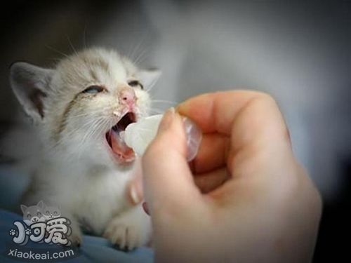 茶杯貓耳朵很臟怎么回事 茶杯貓耳朵很臟原因