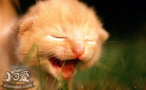 茶杯貓身上有疙瘩怎么辦 茶杯貓身上有疙瘩原因