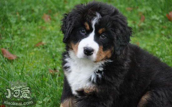 夏天如何預防狗狗中暑 狗狗中暑癥狀及預防治療方法