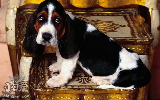 巴吉度犬毛發怎么護理 巴吉度犬毛發護理心得分享1