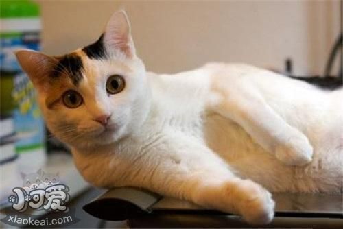 馬恩島貓有跳蚤怎么去除 跳蚤去除方法