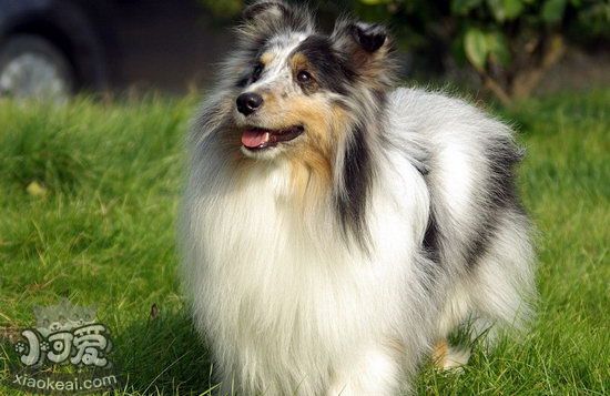 喜樂蒂幼犬怎么養 喜樂蒂牧羊犬幼犬喂養方法1